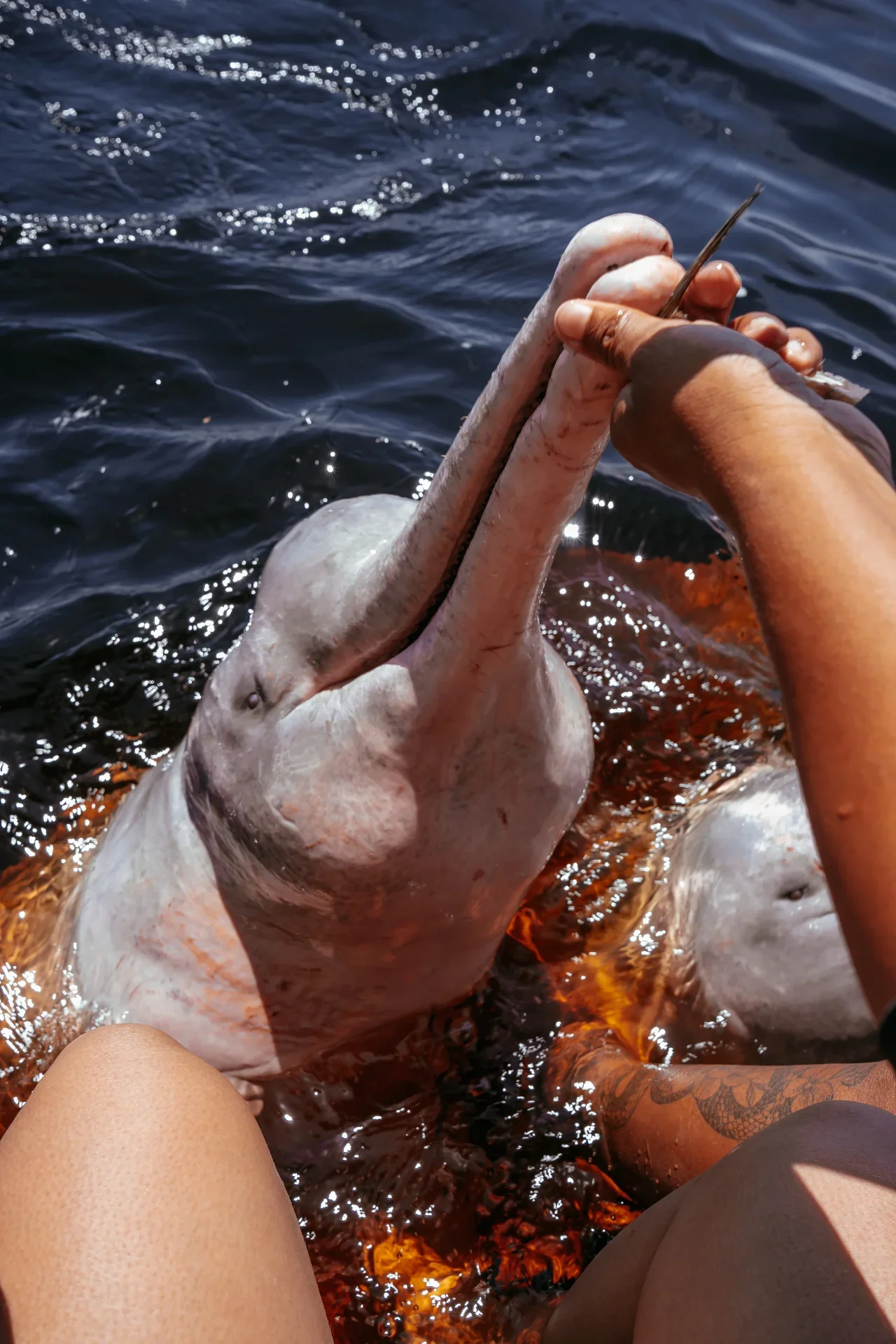 Acerca de Experiencia