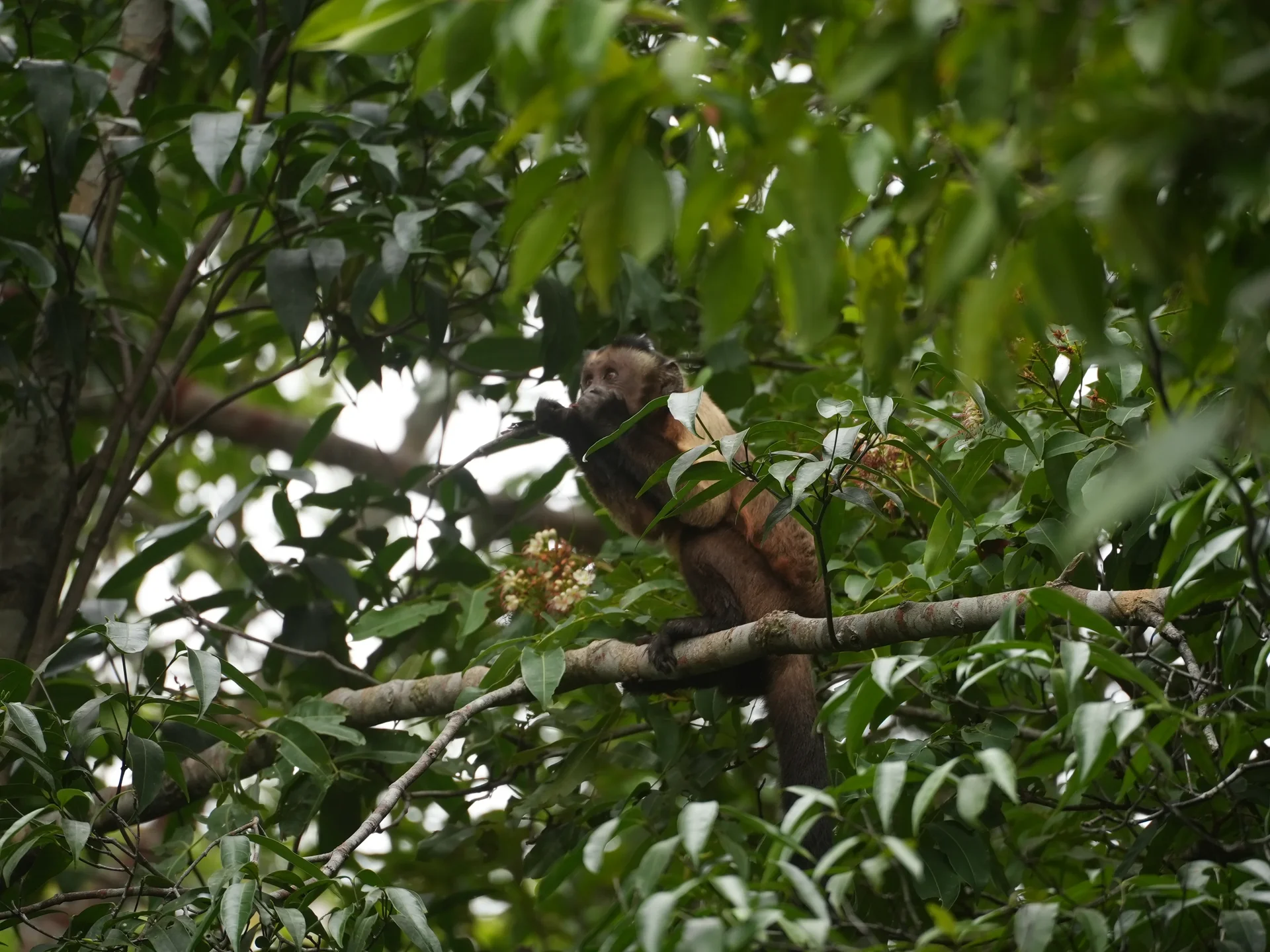 Recanto do Maçarico - Experiencia en la Amazonía