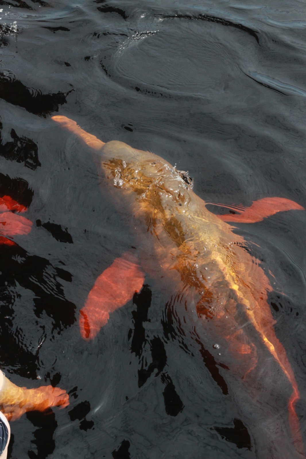 Boto-cor-de-rosa — Rio Negro