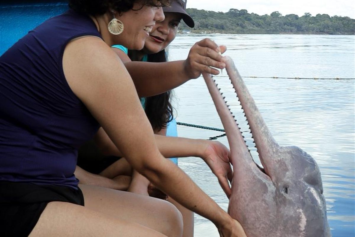 Visitantes tocando o focinho de um boto-cor-de-rosa a partir do barco no Rio Negro