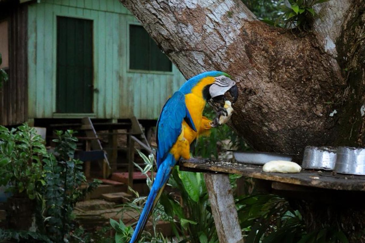 Arara-canindé de penas azuis e amarelas pousada em galho na mata