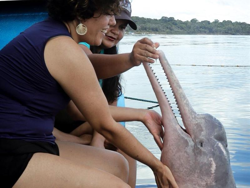 Visitantes tocando um boto-cor-de-rosa a partir do barco no Rio Negro, em Novo Airão